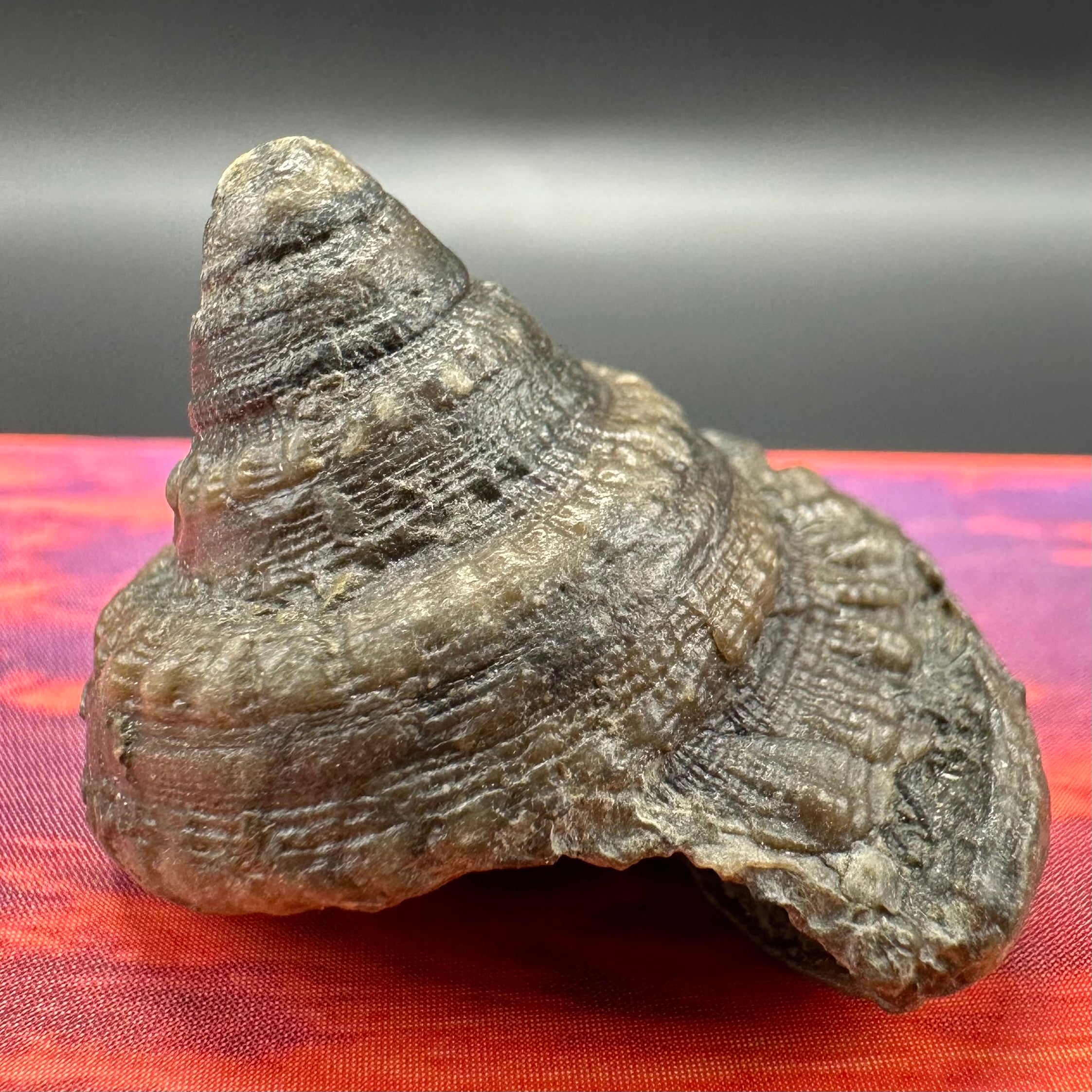 Gastropod Fossil Shell - Whitby, North Yorkshire, Jurassic Coast, York ...