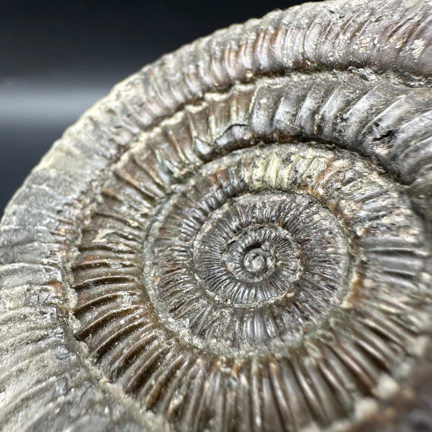 Dactylioceras Ammonite Fossil With Box And Stand - Whitby, North Yorkshire Jurassic Coast Yorkshire Fossils