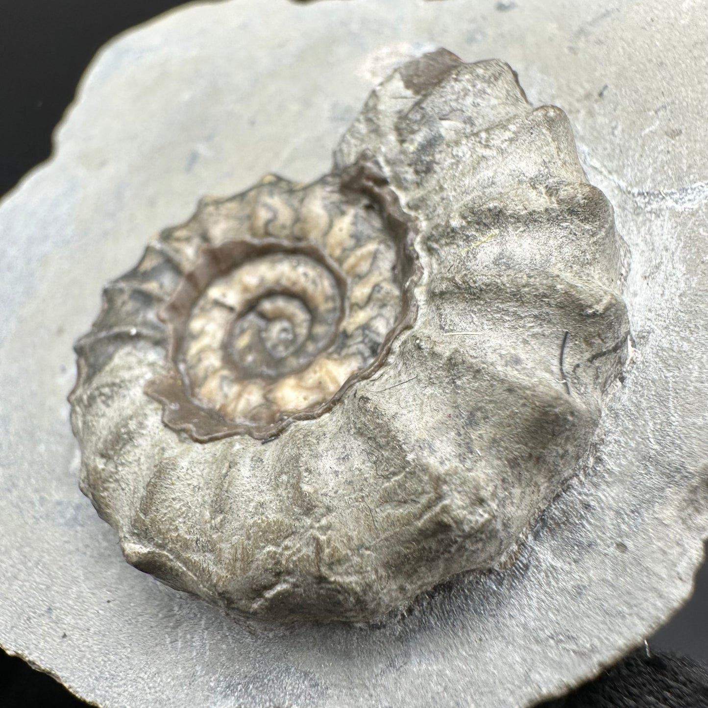 Eugassiceras Ammonite shell fossil with box and stand - Whitby, North Yorkshire Jurassic Coast Yorkshire Fossils