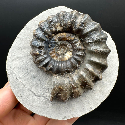 Androgynoceras maculatum ammonite fossil with box and stand - Whitby, North Yorkshire Jurassic Coast Yorkshire Fossils