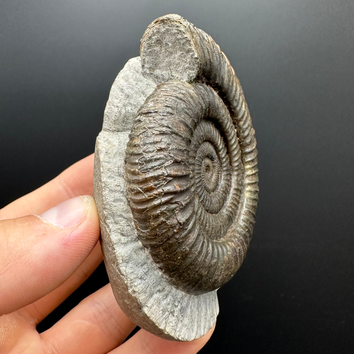 Dactylioceras Ammonite Fossil With box and Stand - Whitby, North Yorkshire Jurassic Coast Yorkshire Fossils