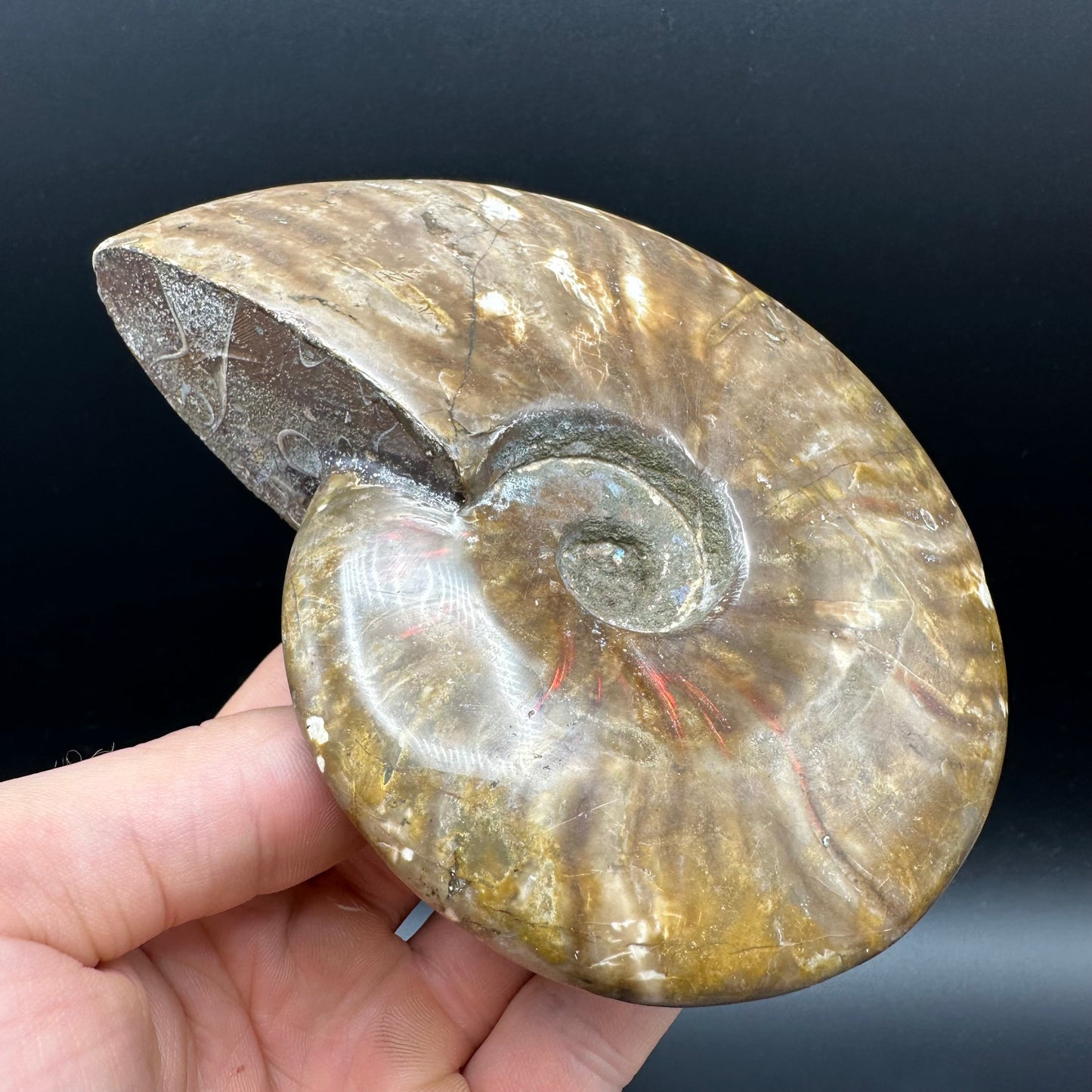 Cleoniceras Ammonite Fossil With Stand - Cretaceous Ammonite Madagascar