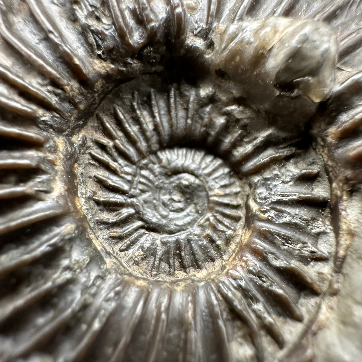 Schlothemia sp. ammonite fossil with box and stand - Whitby, North Yorkshire Jurassic Coast, Yorkshire fossils