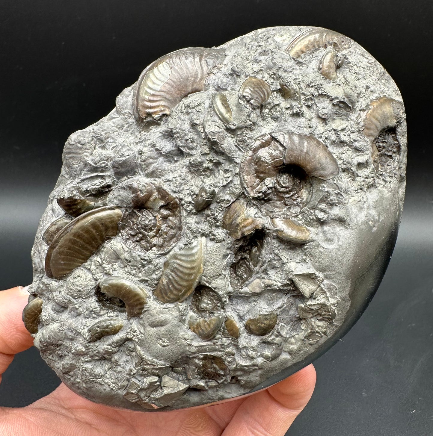 Golden Egg (GENUINE) Ammonite Fossil With Stand - Whitby, North Yorkshire Jurassic Coast Yorkshire Fossils