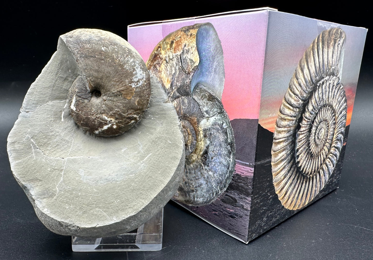 Phylloceras ammonite fossil with box and stand - Whitby, North Yorkshire Jurassic Coast, Yorkshire fossils