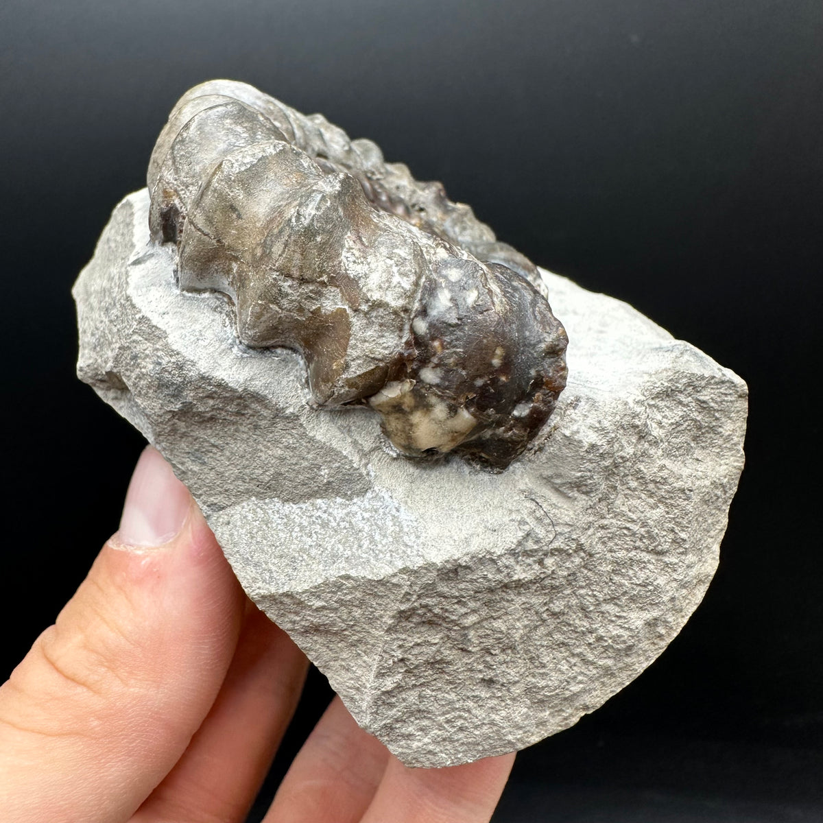 Androgynoceras maculatum ammonite fossil with box and stand - Whitby, North Yorkshire Jurassic Coast Yorkshire Fossils