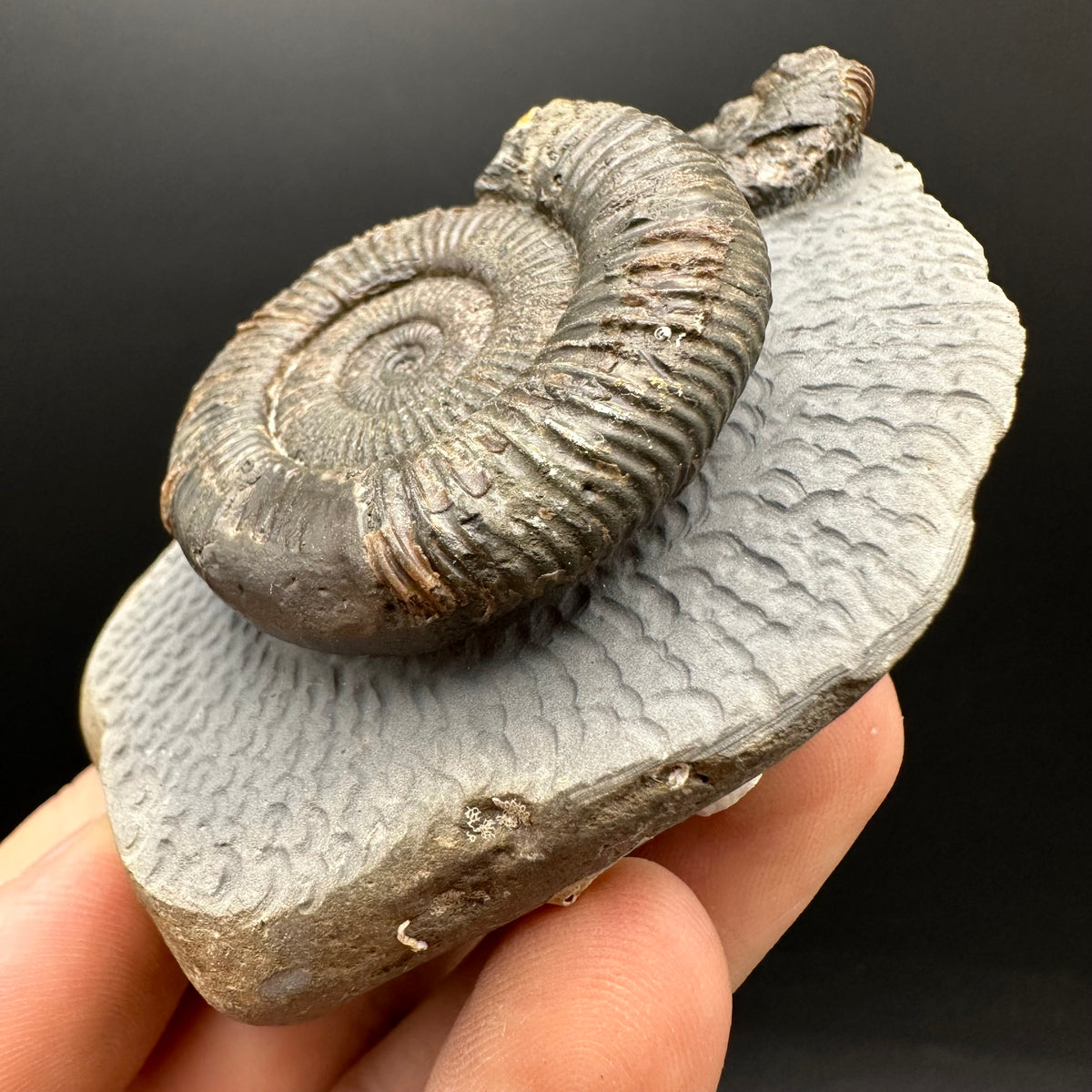 Dactylioceras Ammonite Fossil With Stand - Whitby, North Yorkshire Jurassic Coast Yorkshire Fossils