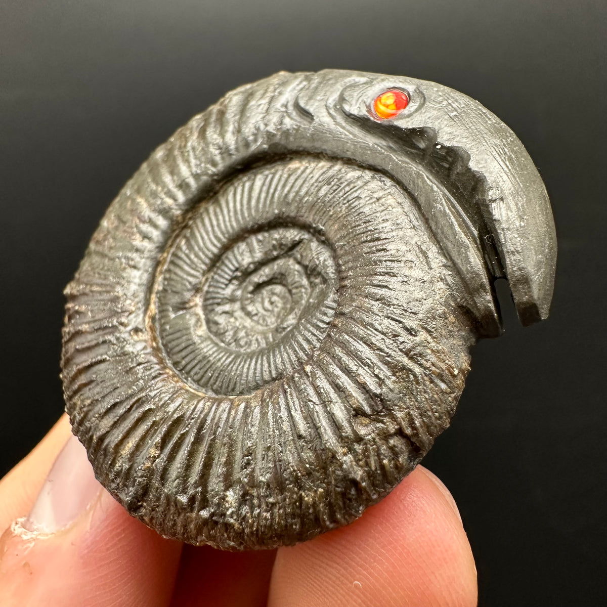 Snakestone Ammonite Fossil With Bag/Box And Stand - Whitby, North Yorkshire Jurassic Coast Yorkshire Fossils
