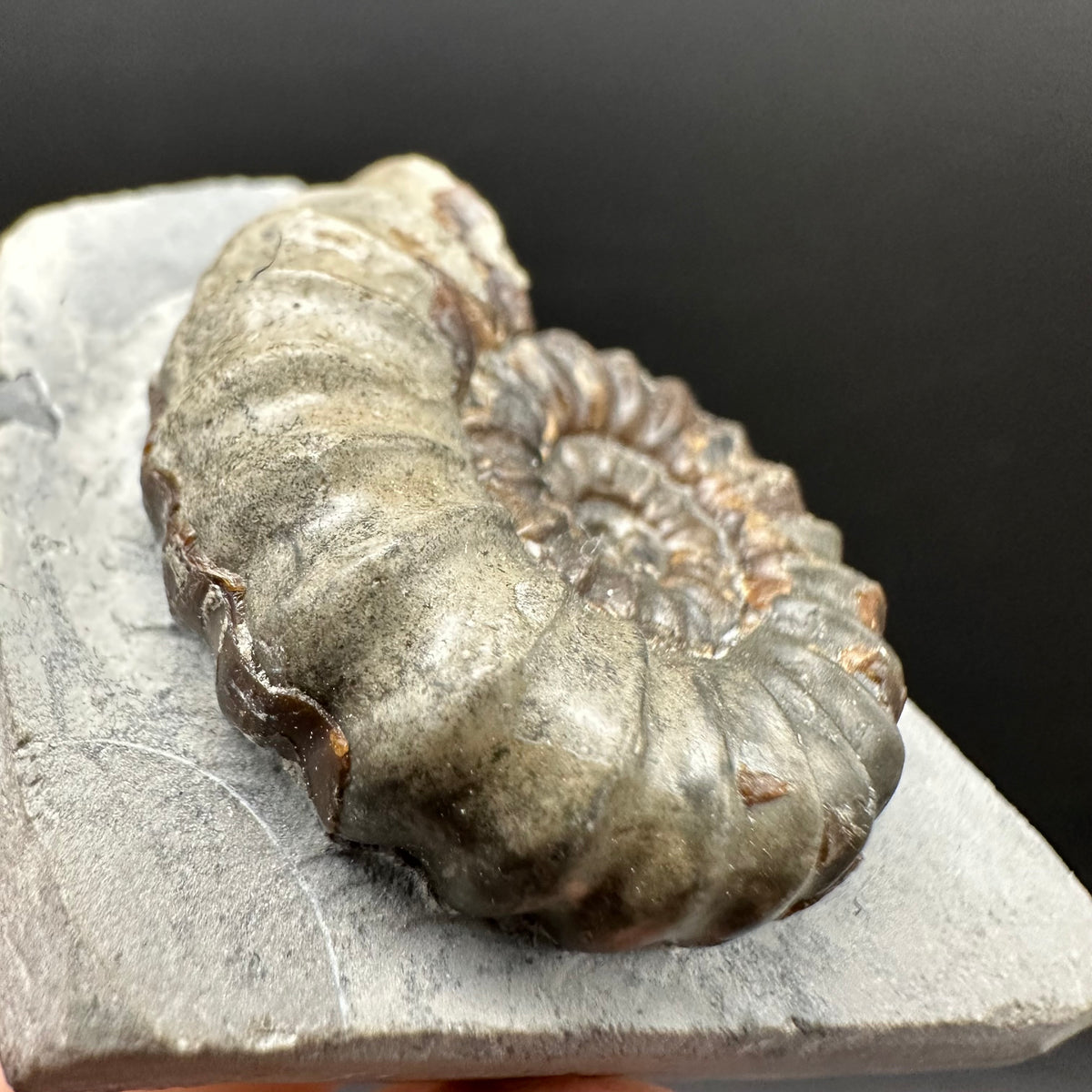 Androgynoceras maculatum ammonite fossil with box and stand - Whitby, North Yorkshire Jurassic Coast Yorkshire Fossils