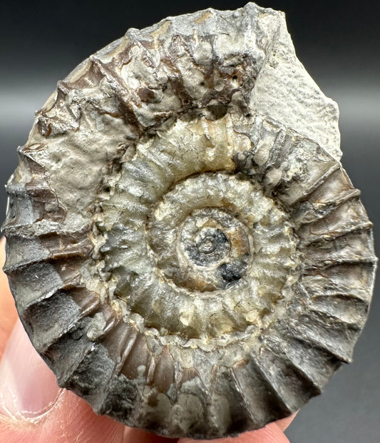 Arnioceras ammonite shell fossil - Whitby, North Yorkshire Jurassic Coast Yorkshire Fossils