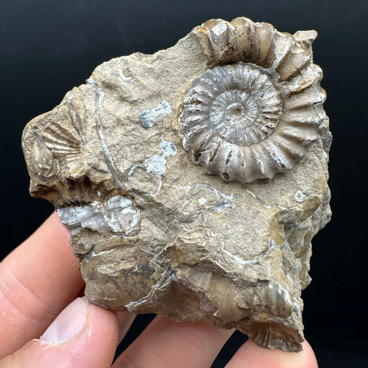 Androgynoceras capricornus Ammonite Fossil With Stand - Whitby, North Yorkshire Jurassic Coast Yorkshire Fossils