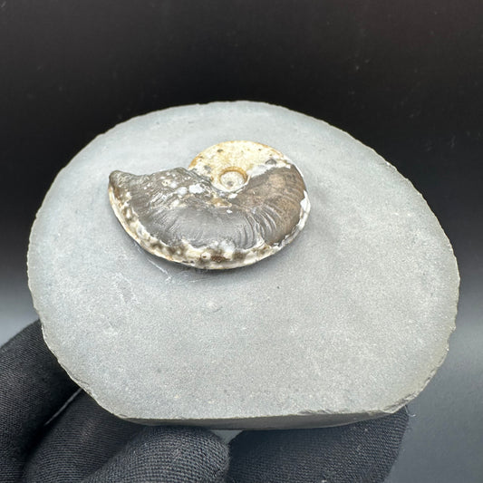 Eleganticeras Elegantulum ammonite fossil with box and stand - Whitby, North Yorkshire Jurassic Coast, Yorkshire Fossils