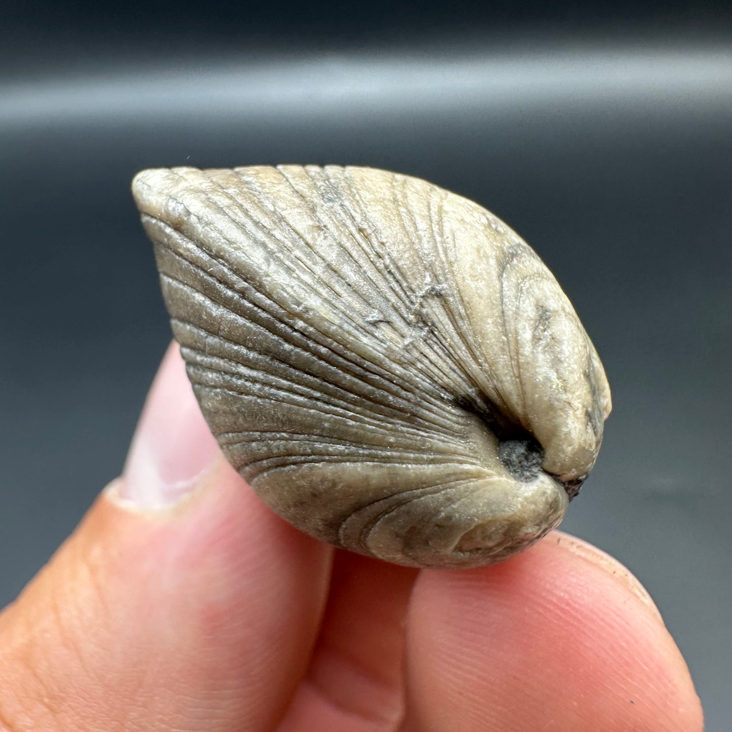 Shell fossil with tin and stand - Whitby, North Yorkshire, Jurassic Coast, Yorkshire Fossils