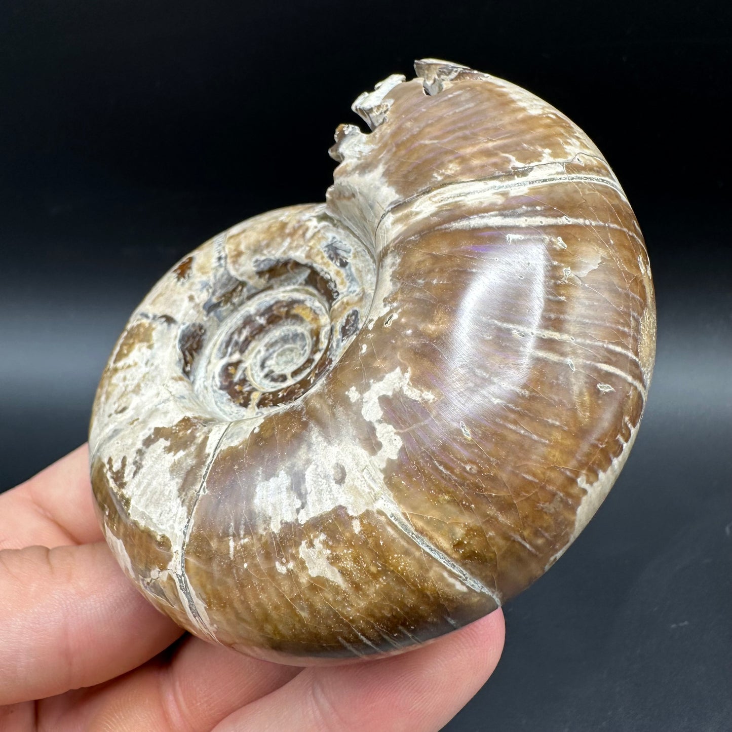 Puzosia Ammonite Fossil With Box And Stand - Cretaceous Ammonite Madagascar