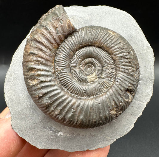 Peronoceras turriculatum Ammonite fossil with box and stand - Whitby, North Yorkshire Jurassic Coast, Yorkshire fossils