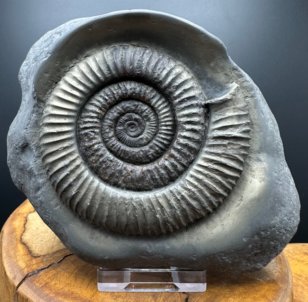 Golden Dactylioceras Ammonite Fossil With box and Stand - Whitby, North Yorkshire Jurassic Coast Yorkshire Fossils