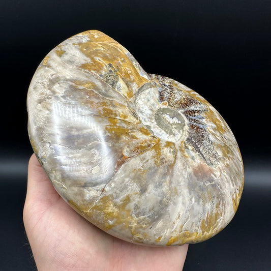 Cleoniceras Ammonite Fossil With Stand - Cretaceous Ammonite Madagascar