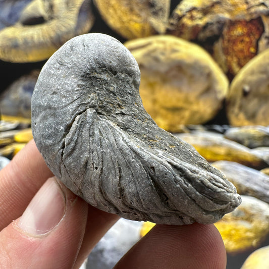 Yorkshire Fossils / £20 and under – Yorkshire.Fossils