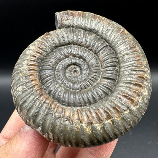 Dactylioceras Ammonite Fossil With Box And Stand - Whitby, North Yorkshire Jurassic Coast Yorkshire Fossils