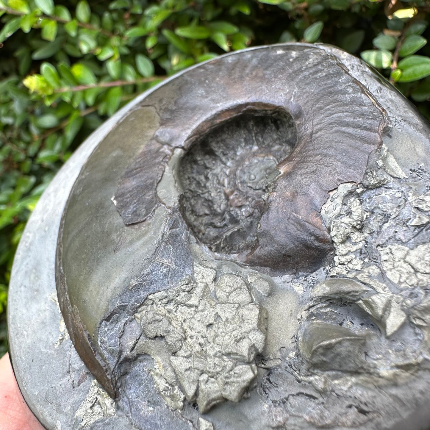 Golden Egg (GENUINE) Ammonite Fossil With Stand - Whitby, North Yorkshire Jurassic Coast Yorkshire Fossils