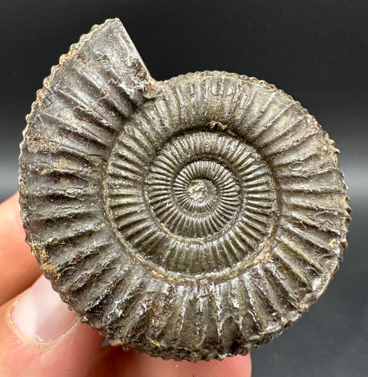 Dactylioceras Ammonite Fossil With Box And Stand - Whitby, North Yorkshire Jurassic Coast Yorkshire Fossils