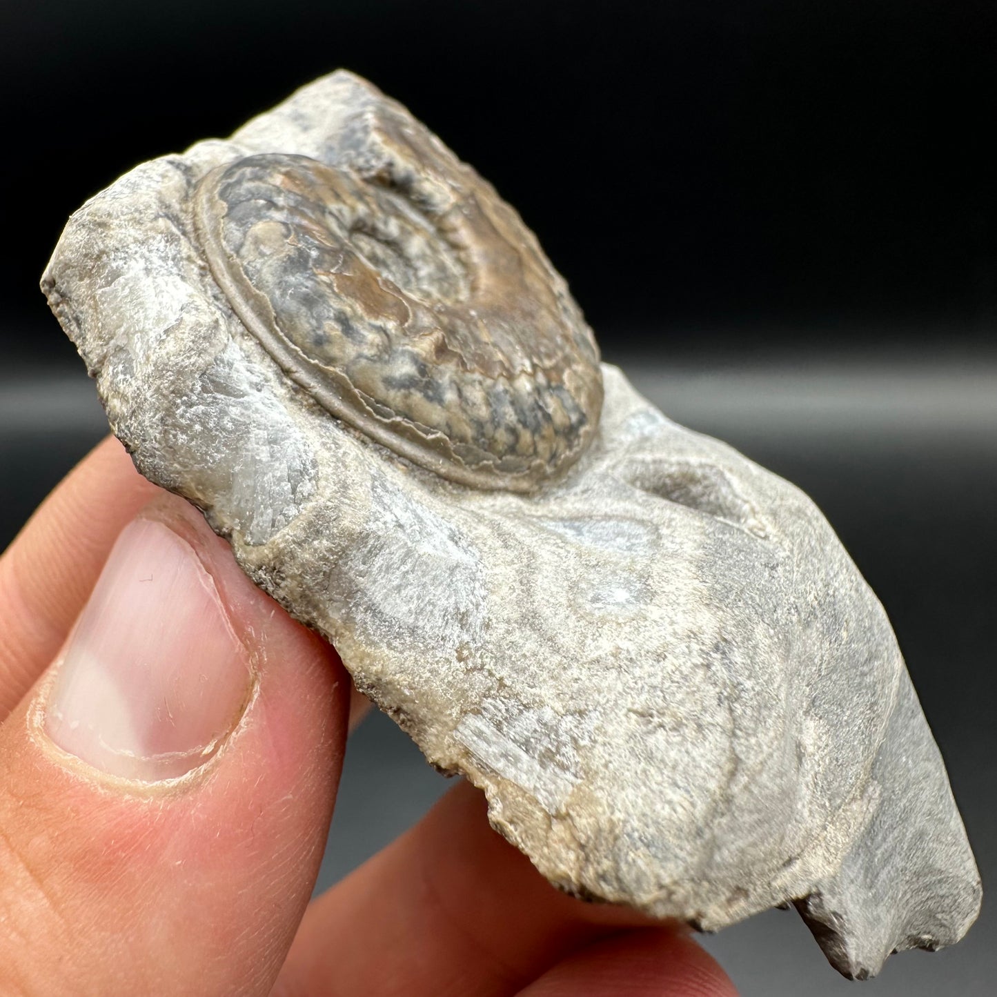 Harpoceras ammonite fossil with box and stand - Whitby, North Yorkshire Jurassic Coast Yorkshire Fossils