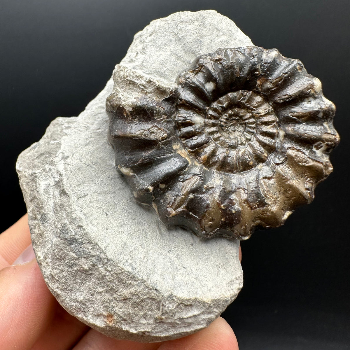 Androgynoceras maculatum ammonite fossil with box and stand - Whitby, North Yorkshire Jurassic Coast Yorkshire Fossils