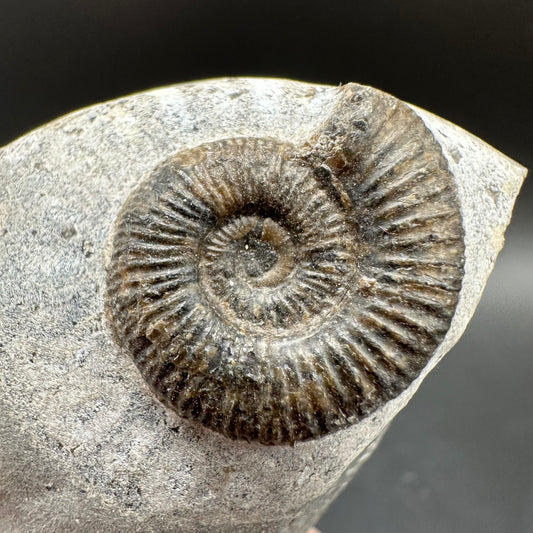Dactylioceras Ammonite Fossil With Box And Stand - Whitby, North Yorkshire Jurassic Coast Yorkshire Fossils