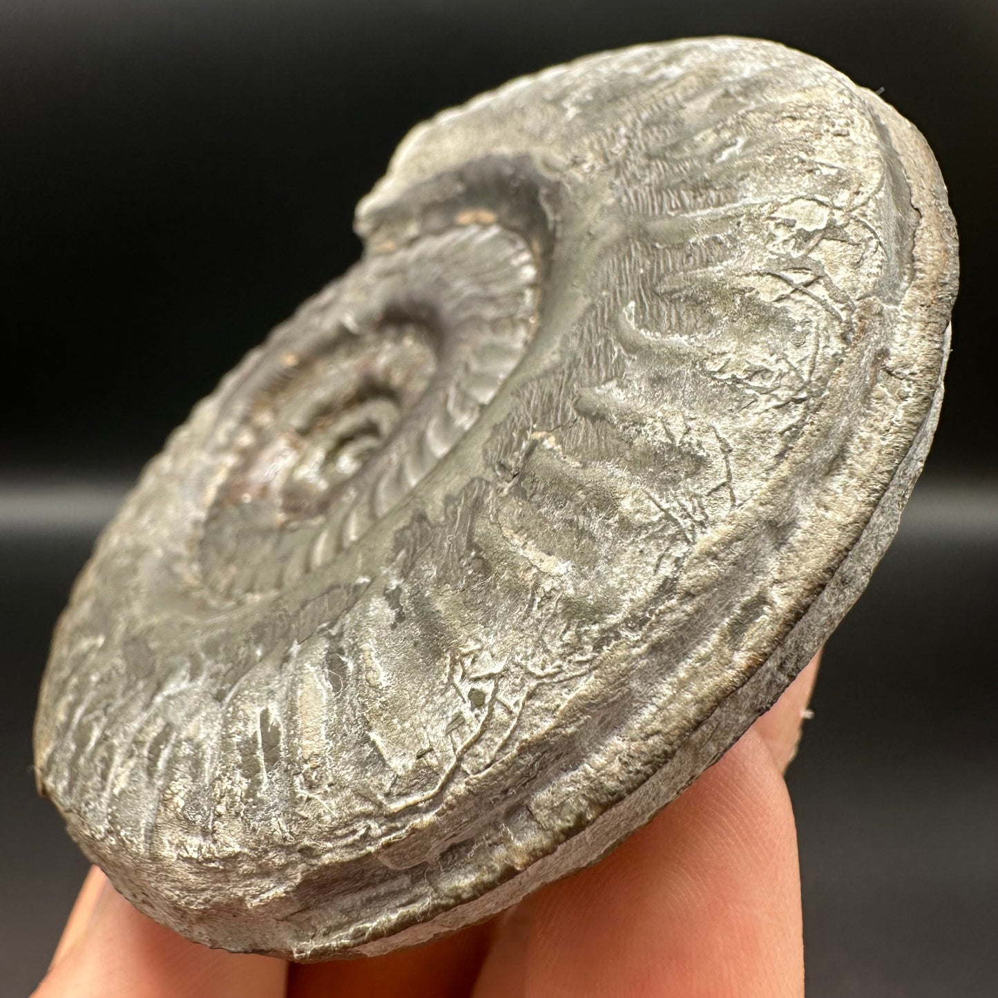 Hildoceras lusitanicum ammonite fossil - Whitby, North Yorkshire, Jurassic Coast, Yorkshire Fossils