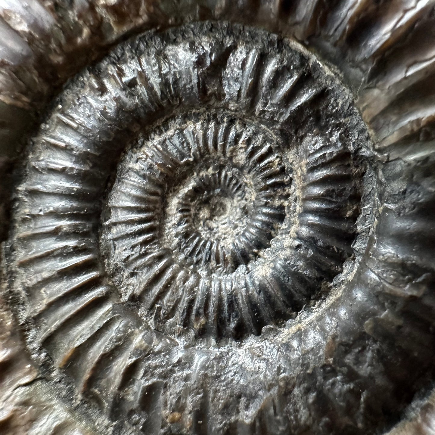 Dactylioceras Ammonite Fossil With box and Stand - Whitby, North Yorkshire Jurassic Coast Yorkshire Fossils