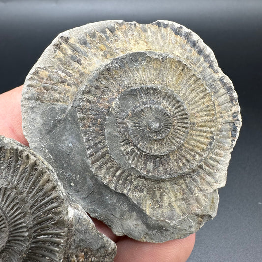 Dactylioceras imprint (negative) bundle ammonite shell fossil with box - Whitby, North Yorkshire, Yorkshire Fossils