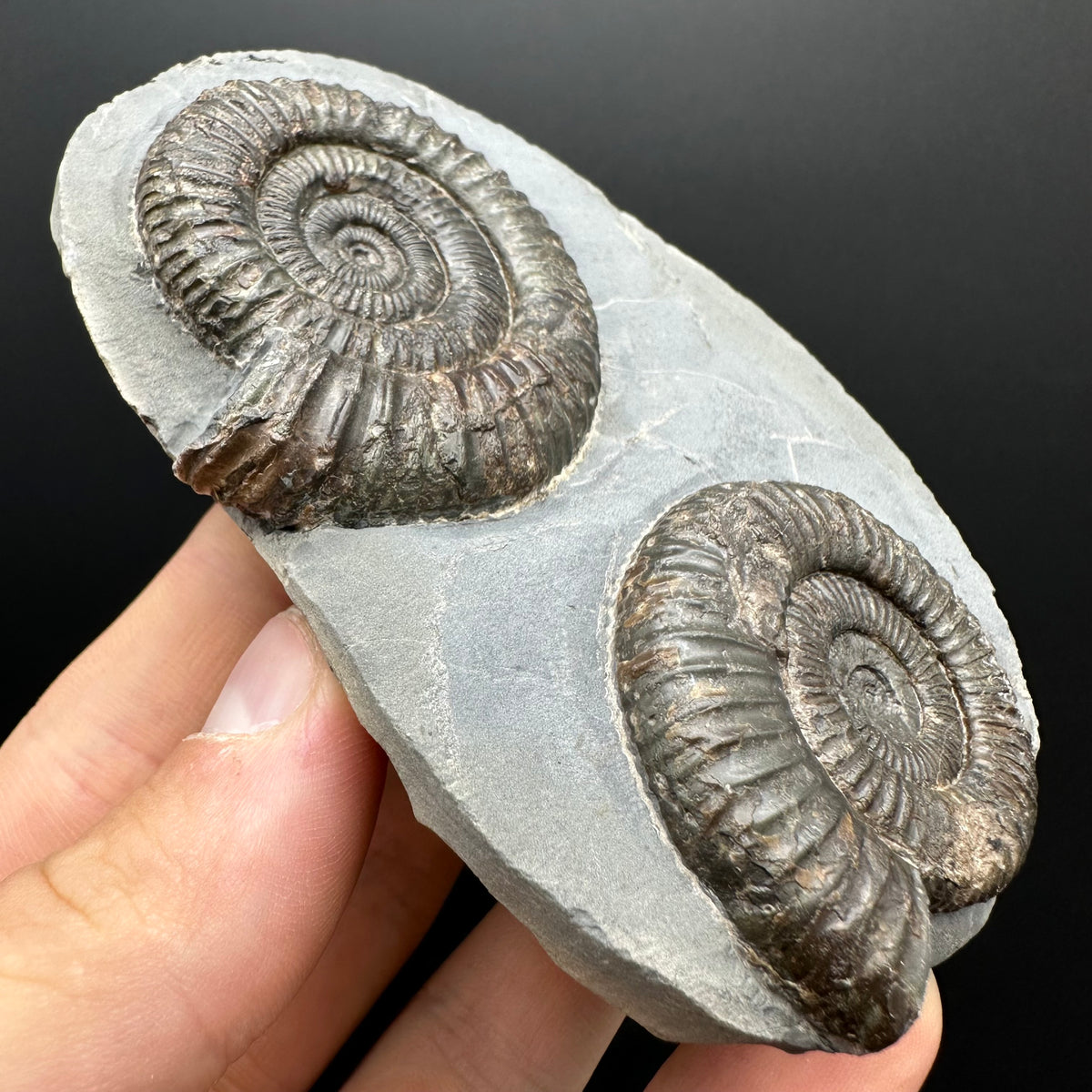 Dactylioceras Ammonite Fossil With Stand - Whitby, North Yorkshire Jurassic Coast Yorkshire Fossils