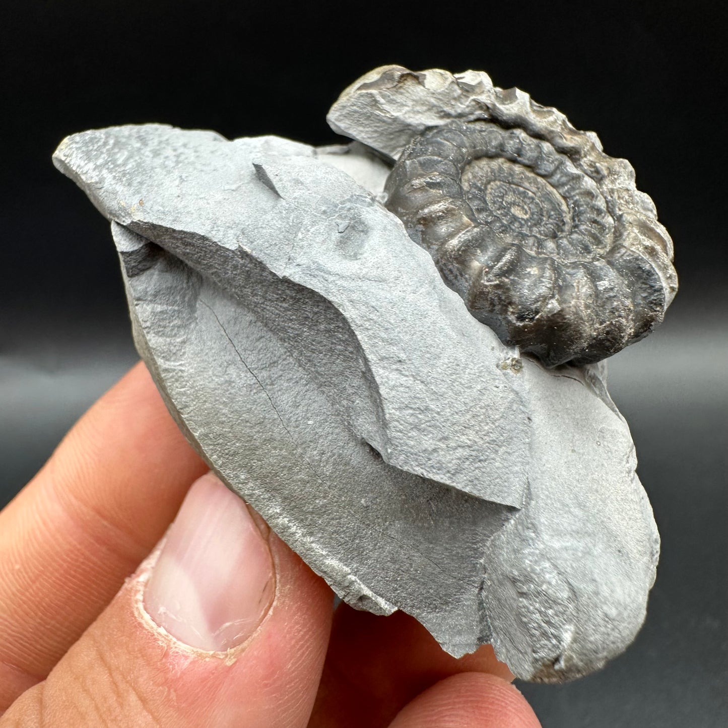 Gagaticeras Ammonite fossil with box and stand - Whitby, North Yorkshire Jurassic Coast Yorkshire Fossils