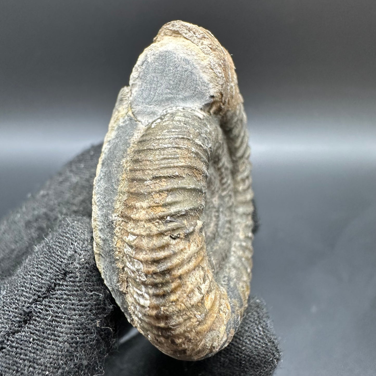 Dactylioceras Ammonite Fossil With Box And Stand - Whitby, North Yorkshire Jurassic Coast Yorkshire Fossils