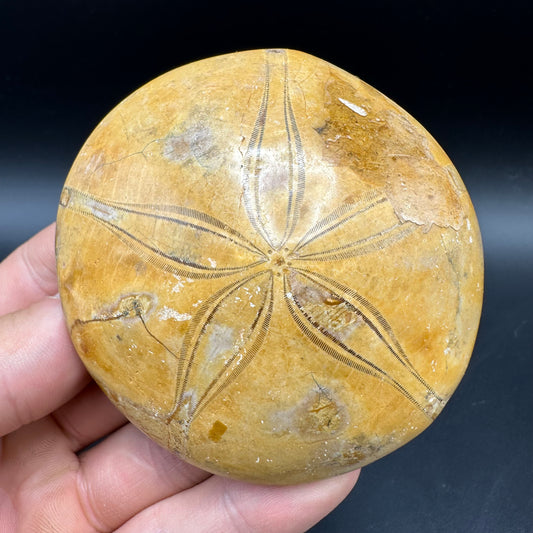 Holectypus Sea Urchin Fossil With Box And Stand - Middle Jurassic Madagascar