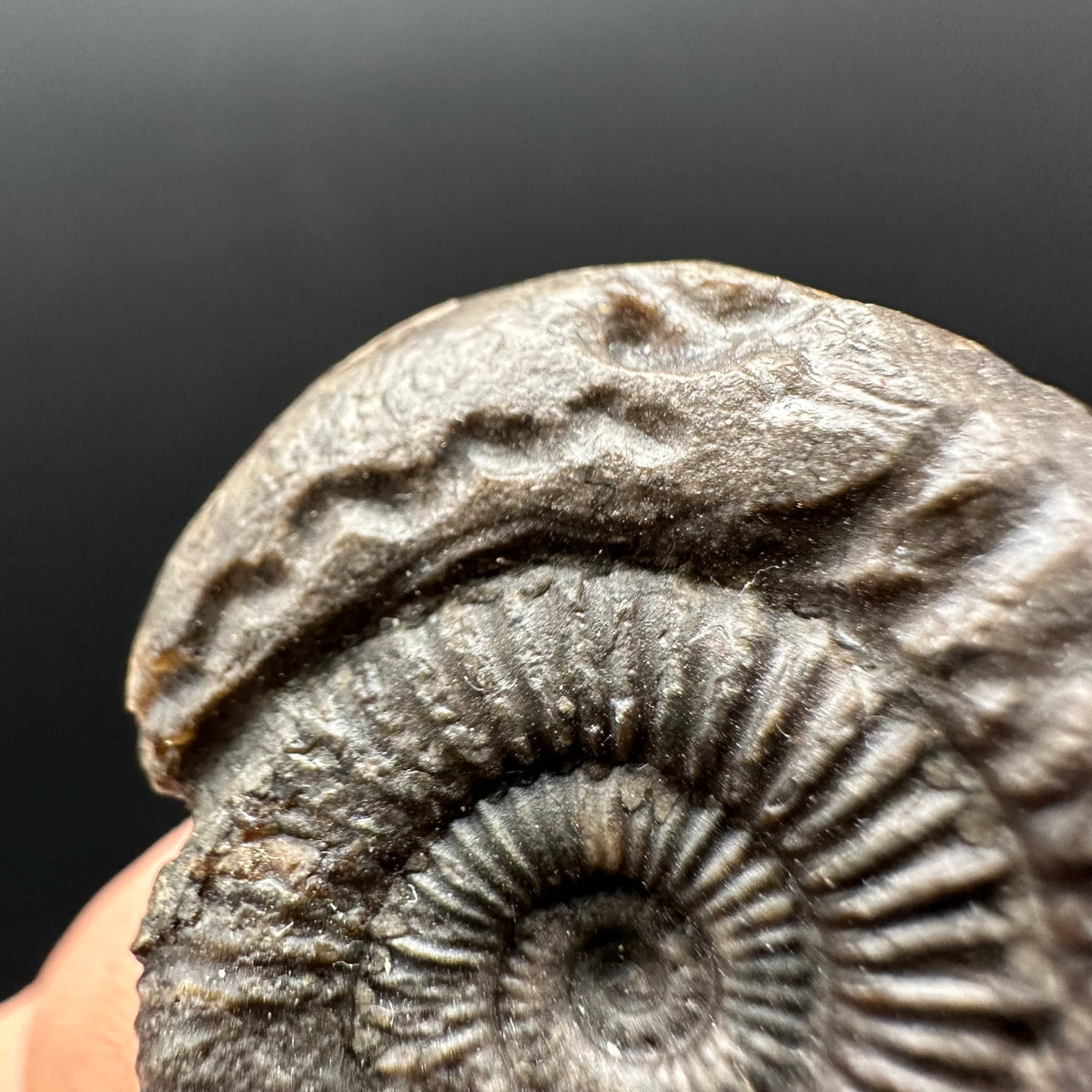 Snakestone Ammonite Fossil With Bag/Box And Stand - Whitby, North Yorkshire Jurassic Coast Yorkshire Fossils