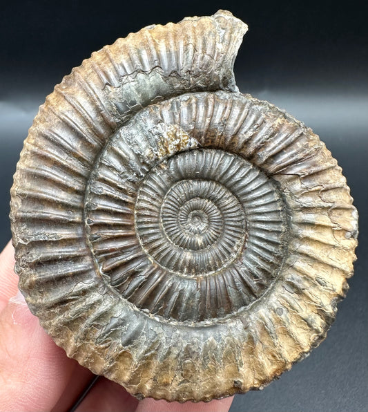 Fully Shelled Dactylioceras Ammonite Fossil With Box And Stand - Whitby, North Yorkshire Jurassic Coast Yorkshire Fossils
