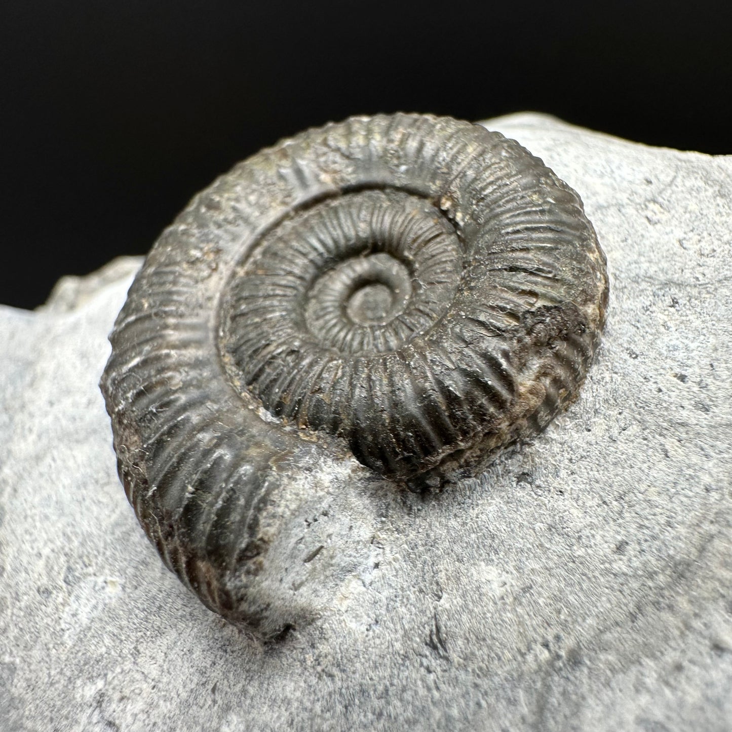 Dactylioceras Ammonite Fossil With Box And Stand - Whitby, North Yorkshire Jurassic Coast Yorkshire Fossils