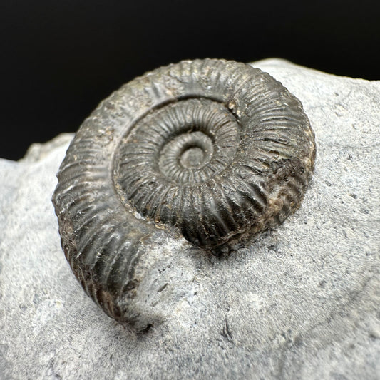 Dactylioceras Ammonite Fossil With Box And Stand - Whitby, North Yorkshire Jurassic Coast Yorkshire Fossils
