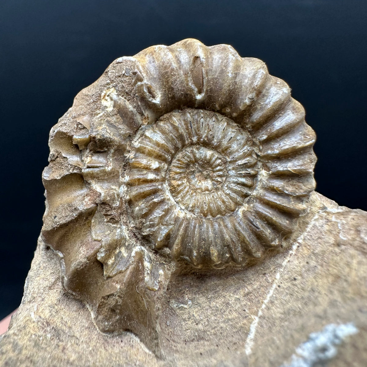 Androgynoceras capricornus Ammonite Fossil With Stand - Whitby, North Yorkshire Jurassic Coast Yorkshire Fossils