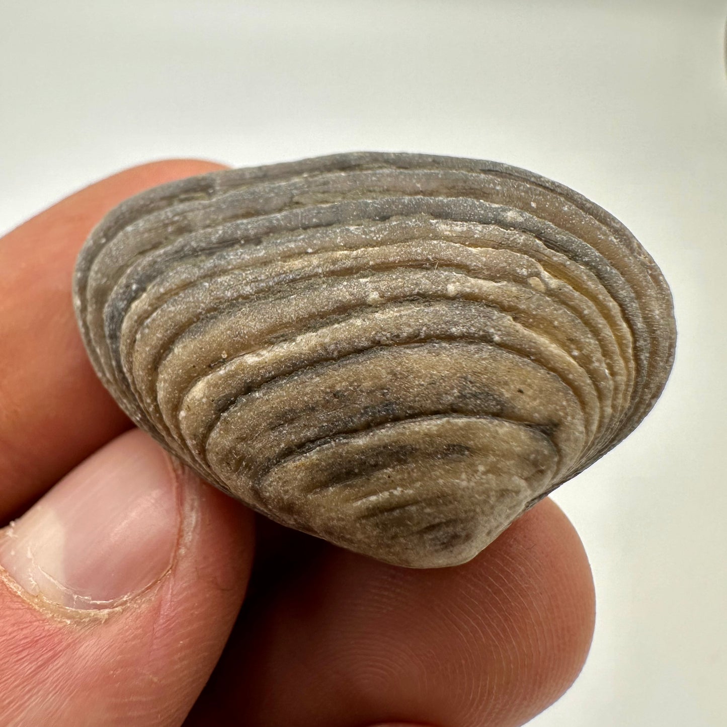 Cardinia Shell fossil - Whitby, North Yorkshire