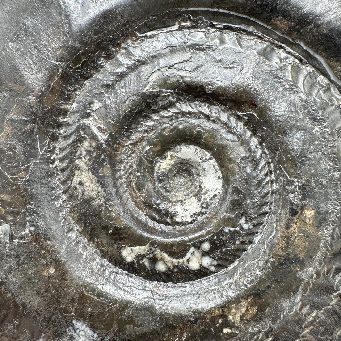 Hildoceras Bifrons Ammonite fossil with box and stand - Whitby, North Yorkshire Jurassic Coast, Yorkshire Fossils from the Jurassic Coast