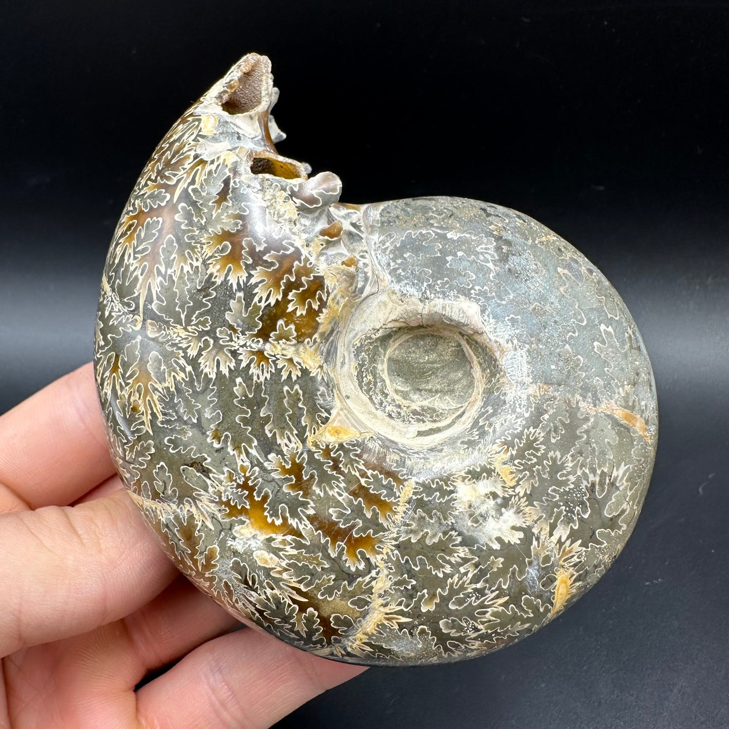 Puzosia Ammonite Fossil With Box And Stand - Cretaceous Ammonite Madagascar