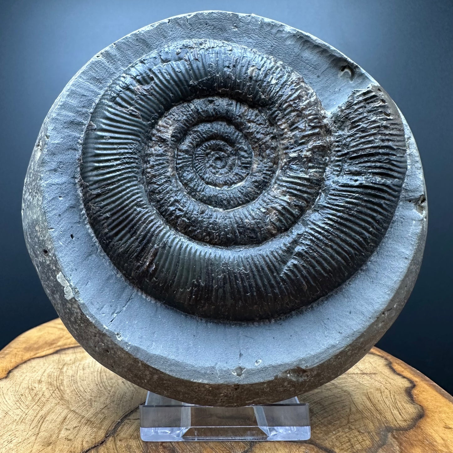 Dactylioceras semicelatum Ammonite fossil with stand - Whitby, North Yorkshire Jurassic Coast Yorkshire Fossils