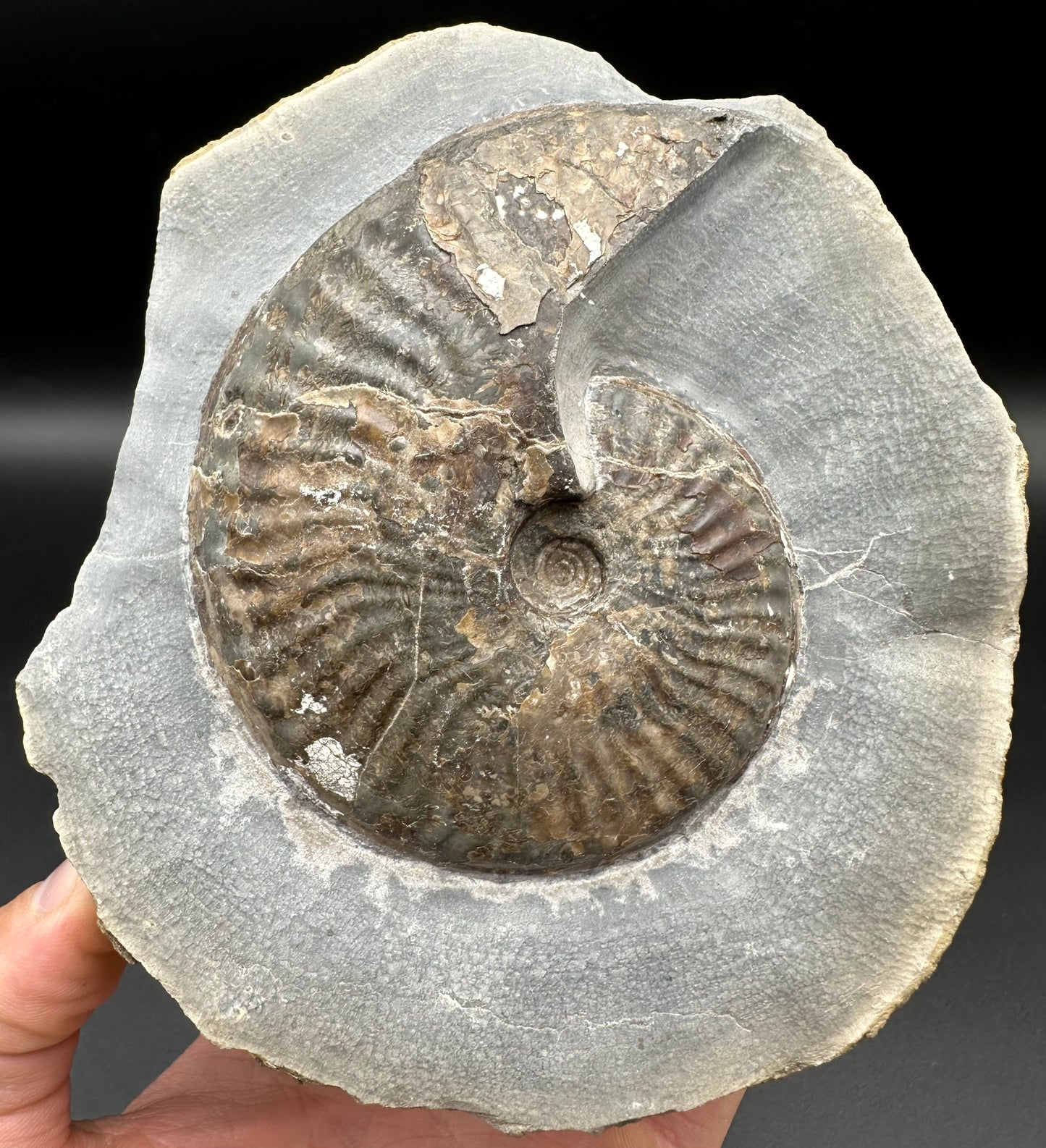 Pseudolioceras lythense ammonite fossil - Whitby, North Yorkshire, Yorkshire Fossils on the Jurassic Coast