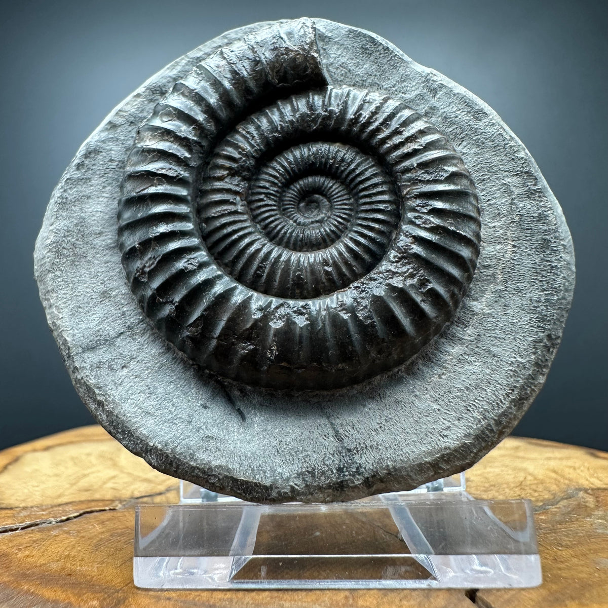 Dactylioceras Ammonite Fossil With box and Stand - Whitby, North Yorkshire Jurassic Coast Yorkshire Fossils