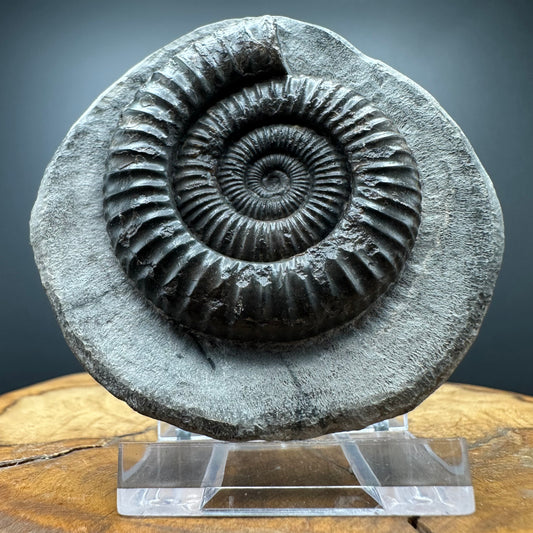 Dactylioceras Ammonite Fossil With box and Stand - Whitby, North Yorkshire Jurassic Coast Yorkshire Fossils