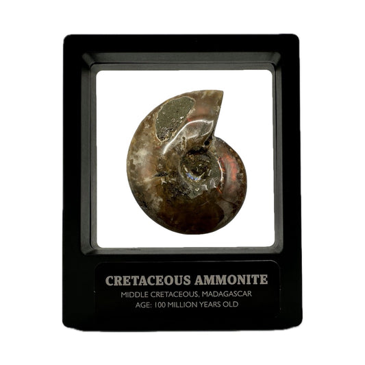 Red Iridescent Madagascan Ammonite Fossil With Box And Display Case - Cretaceous Ammonite Fossil