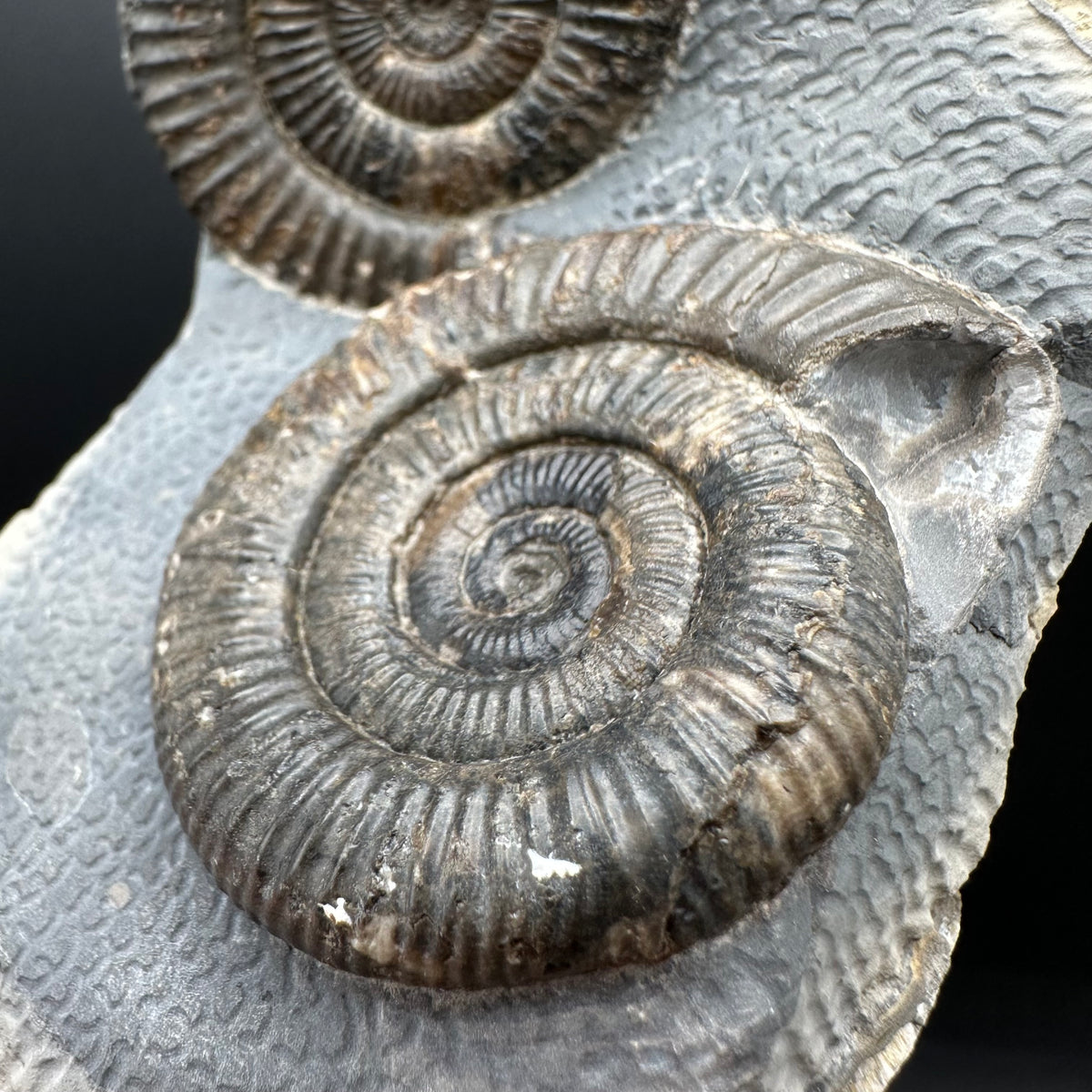 Dactylioceras Ammonite Fossil With Stand - Whitby, North Yorkshire Jurassic Coast Yorkshire Fossils