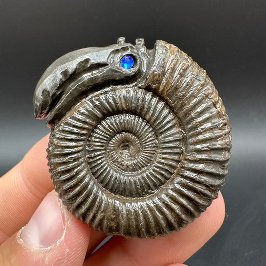 Snakestone Ammonite Fossil With Bag/Box And Stand - Whitby, North Yorkshire Jurassic Coast Yorkshire Fossils